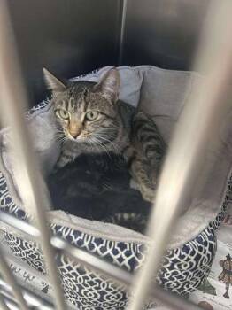 Domestic Short Hair Cats Available for Adoption - Calliope | PetCurious