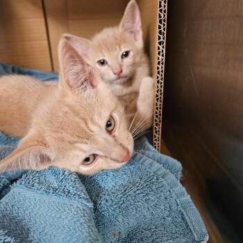 Milo -  Domestic Short Hair Cat for Adoption in Midland, Texas - Milo | PetCurious