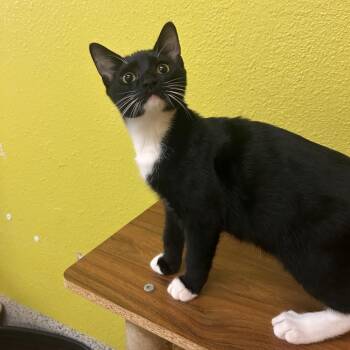 Jinju -  Domestic Short Hair Cat for Adoption in Fresno, California - Jinju | PetCurious