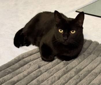 Domestic Short Hair Cats Available for Adoption - Duchess (Courtesy Post) | PetCurious