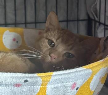 Domestic Short Hair Cats Available for Adoption - Mackerel | PetCurious