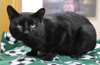 Venkat -  Domestic Short Hair Cat for Adoption in Portage, Wisconsin - Venkat | PetCurious