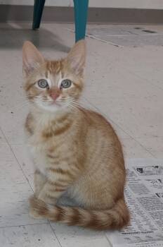 Pete -  Domestic Short Hair Cat for Adoption in Bardstown, Kentucky - Pete | PetCurious