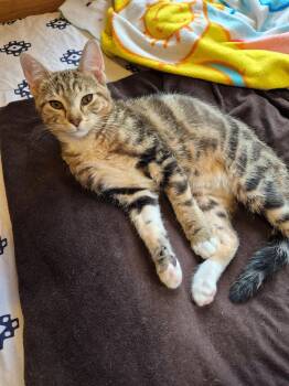 Bengi -  Domestic Short Hair Cat for Adoption in Hayward, Wisconsin - Bengi | PetCurious