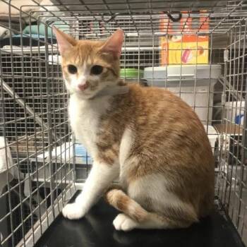A432812 -  Domestic Short Hair Cat for Adoption in Conroe, Texas - A432812 | PetCurious