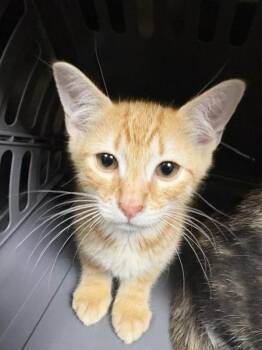 Kd1 Newt -  Domestic Short Hair Cat for Adoption in Lawrenceville, Georgia - Kd1 Newt | PetCurious