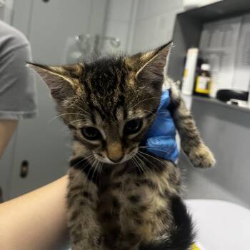Reyna -  Domestic Short Hair Cat for Adoption in Summerville, South Carolina - Reyna | PetCurious