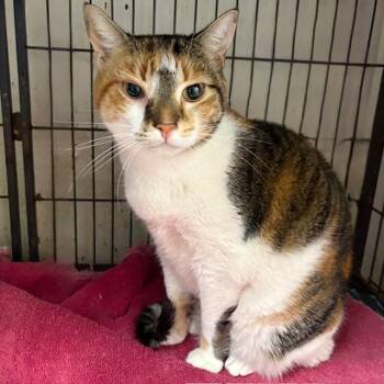 Rescue Torbie Cats for Adoption - Butter | PetCurious