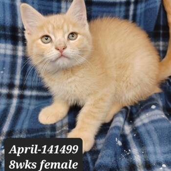 April -  Domestic Short Hair Cat for Adoption in New Tazewell, Tennessee - April | PetCurious