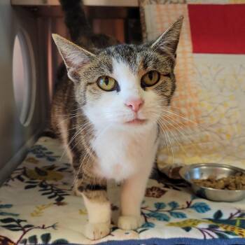 Lottie -  Domestic Short Hair Cat for Adoption in Nashville, Indiana - Lottie | PetCurious