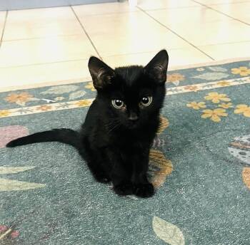 Rescue Domestic Short Hair Cats for Adoption in Joshua Tree, California - CHRIS | PetCurious