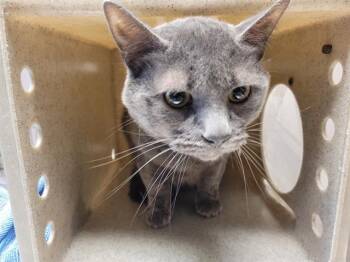 Domestic Short Hair Cats Available for Adoption in Kent, Washington - PICKLES | PetCurious