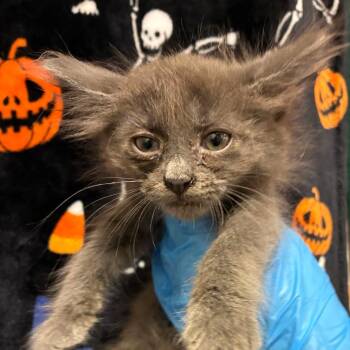 Princess -  Domestic Short Hair Cat for Adoption in San Antonio, Texas - Princess | PetCurious