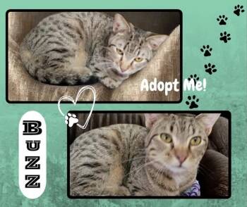 American Shorthair Cats Available for Adoption - Buzz | PetCurious