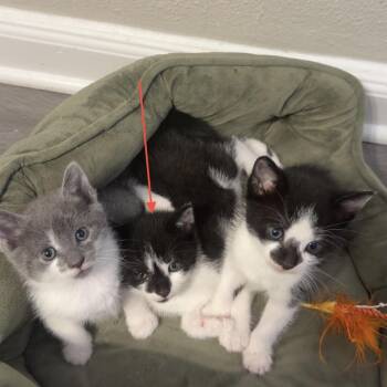 Noodle -  Domestic Short Hair Cat for Adoption in Philadelphia, Pennsylvania - Noodle | PetCurious
