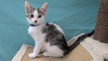 KIT KAT -  Domestic Short Hair Cat for Adoption in Tustin, California - KIT KAT | PetCurious