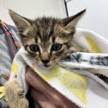 Minnie -  Domestic Short Hair Cat for Adoption in Chattanooga, Tennessee - Minnie | PetCurious