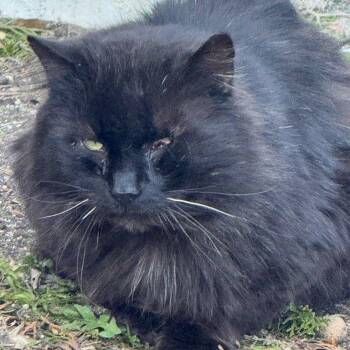 Domestic Long Hair Cats Available for Adoption in New York, New York - Bear Bear | PetCurious