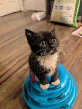 Texas Toast -  Domestic Short Hair Cat for Adoption in West Chester, Pennsylvania - Texas Toast | PetCurious