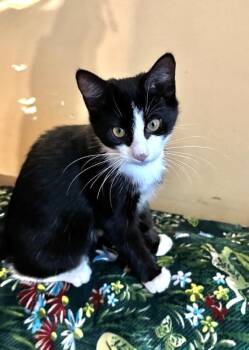 Khloe -  Domestic Short Hair Cat for Adoption in North Babylon, New York - Khloe | PetCurious
