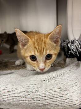 Plover -  Domestic Short Hair Cat for Adoption in Raleigh, North Carolina - Plover | PetCurious