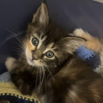 Princess Peach -  Domestic Medium Hair Cat for Adoption in Sonoma, California - Princess Peach | PetCurious