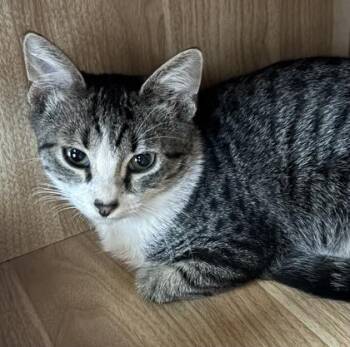 Gumbo 1134-26 -  Domestic Short Hair Cat for Adoption in Cumming, Georgia - Gumbo 1134-26 | PetCurious