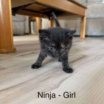 Ninja -  Domestic Short Hair Cat for Adoption in Valdosta, Georgia - Ninja | PetCurious