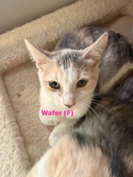 Wafer -  Dilute Calico Cat for Adoption in Clarksville, Tennessee - Wafer | PetCurious