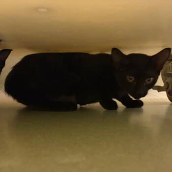 Sushi -  Domestic Short Hair Cat for Adoption in Norman, Oklahoma - Sushi | PetCurious