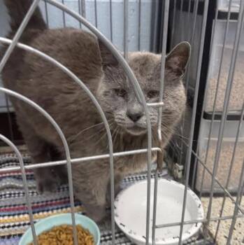 Domestic Medium Hair Cats Available for Adoption in Saint Clairsville, Ohio - Church | PetCurious