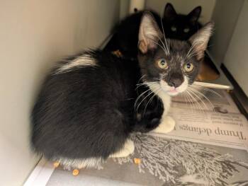 Pecan Pie -  Domestic Short Hair Cat for Adoption in Rowlett, Texas - Pecan Pie | PetCurious
