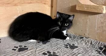 Tuxedo Cats Available for Adoption in Jurupa Valley, California - Soufflé  | PetCurious