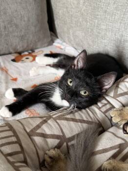 Brenda (bonded pair with Donna) -  Domestic Short Hair Cat for Adoption in South Lyon, Michigan - Brenda (bonded Pair With Donna) | PetCurious