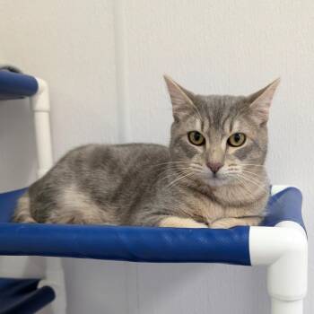 Domestic Short Hair Cats Available for Adoption - Hamilton | PetCurious