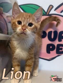 Domestic Short Hair Cats Available for Adoption - Lion | PetCurious