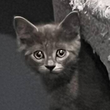 Domestic Short Hair Cats Available for Adoption in Lenexa, Kansas - Sam | PetCurious