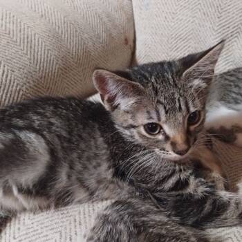 Rescue Domestic Short Hair Cats for Adoption in Ferndale, Washington - Jasper | PetCurious