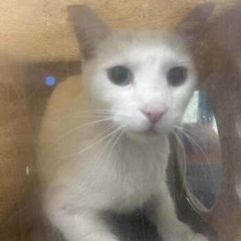 Domestic Short Hair Cats Available for Adoption - Ying | PetCurious