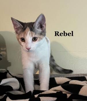 Rebel -  Domestic Short Hair and Calico Cat for Adoption in Morehead, Kentucky - Rebel | PetCurious