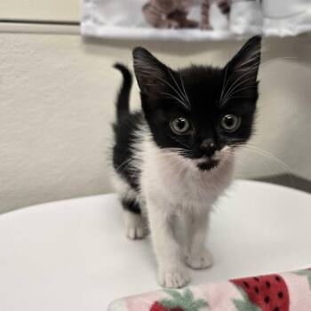 Nigella -  Domestic Short Hair Cat for Adoption in Spokane, Washington - Nigella | PetCurious