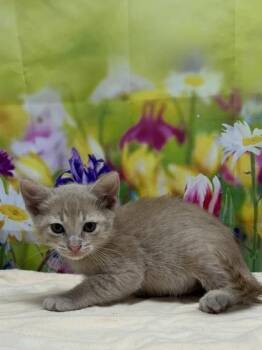 Domestic Short Hair Cats Available for Adoption in San Antonio, Texas - Stefan | PetCurious