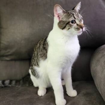 Domestic Short Hair Cats Available for Adoption in Centerville, Tennessee - Dolly | PetCurious