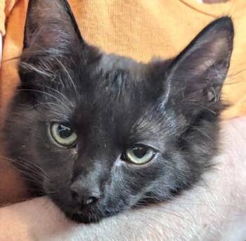 Coco (bonded with Jennie) -  Domestic Medium Hair Cat for Adoption in Vaughan, Ontario - Coco (bonded With Jennie) | PetCurious