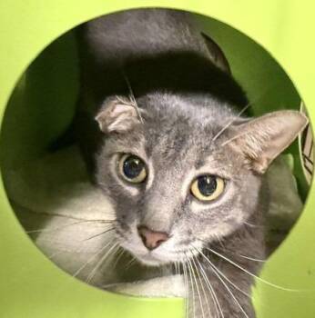 Majin -  Domestic Medium Hair Cat for Adoption in Windsor, Connecticut - Majin | PetCurious