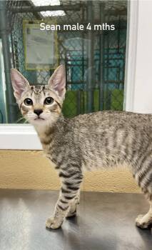Sean -  Domestic Short Hair Cat for Adoption in Fort Payne, Alabama - Sean | PetCurious