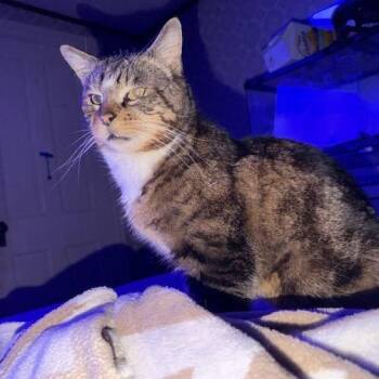 Domestic Short Hair Cats Available for Adoption in Ringtown, Pennsylvania - Lennie | PetCurious