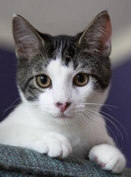 Caboose (& Tank) -  Domestic Short Hair Cat for Adoption in Chicago, Illinois - Caboose (& Tank) | PetCurious