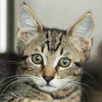 Simba -  Domestic Short Hair Cat for Adoption in Middletown, Rhode Island - Simba | PetCurious