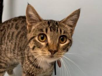 Tilly -  Domestic Short Hair Cat for Adoption in Woodbury, Minnesota - Tilly | PetCurious